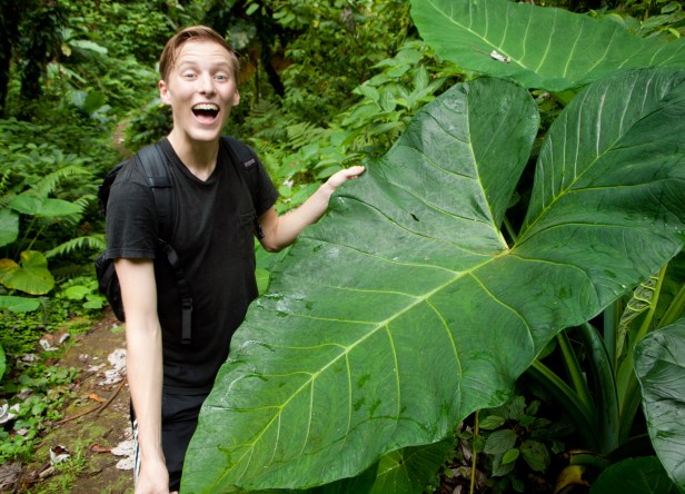 Cranford - Saba, Mt. Scenery's Elephant Ears