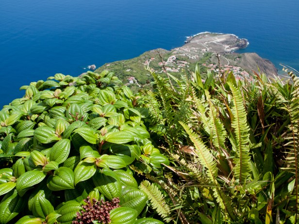 Cranford - Saba, Atop Mt. Scenery