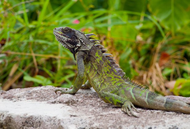 Saba - Aaron Cranford 4